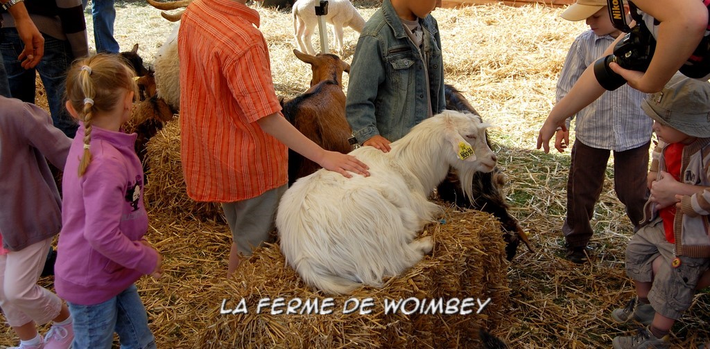 les enfants caressent les chèvres, contact facile avec les animaux, animaux dociles