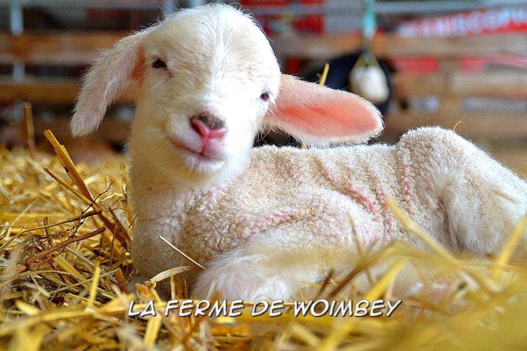 agneau d'un jour, naissances à la ferme,  rencontre avec les animaux, caresser les moutons