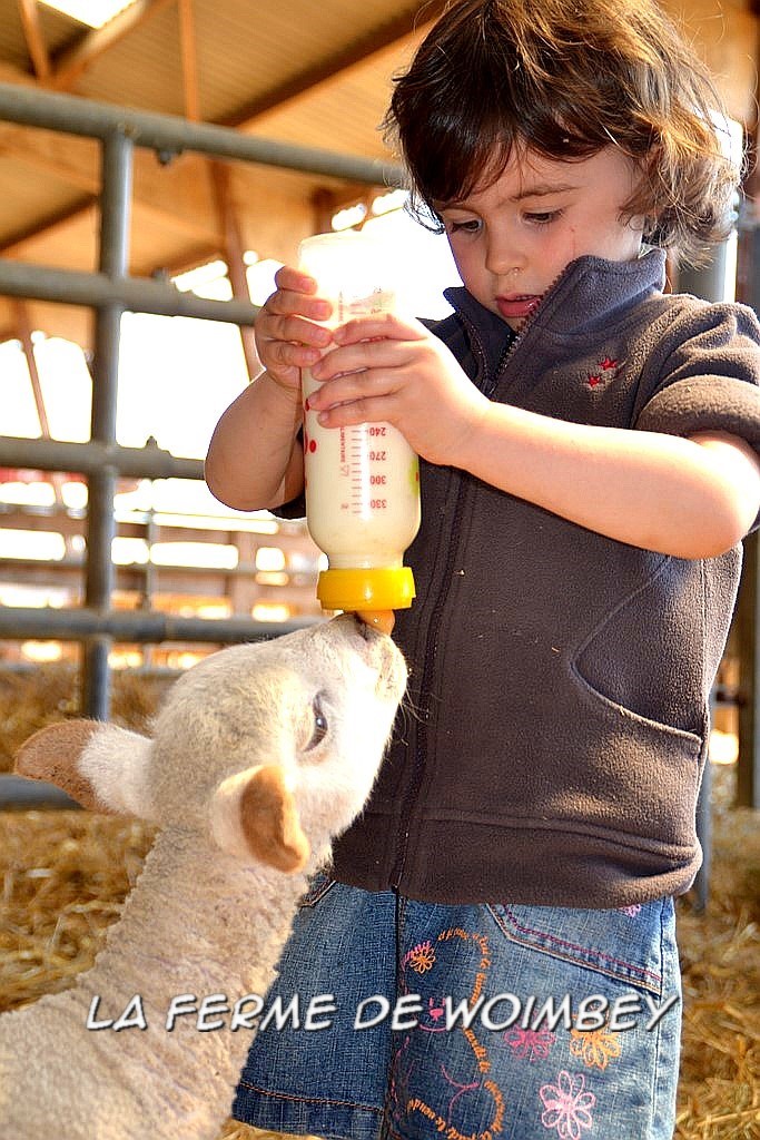 biberon aux agneaux, animation à la ferme, les enfants donnent le biberon aux agneaux