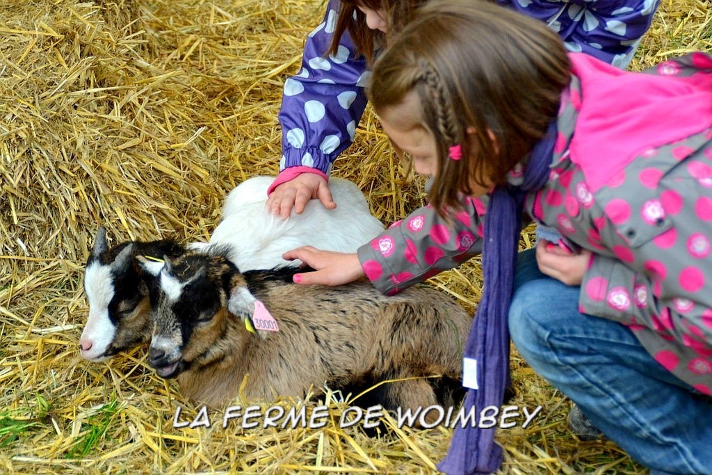 chèvres, caresser les animaux, ferme pédagogique en meuse, sortie familiale à la ferme