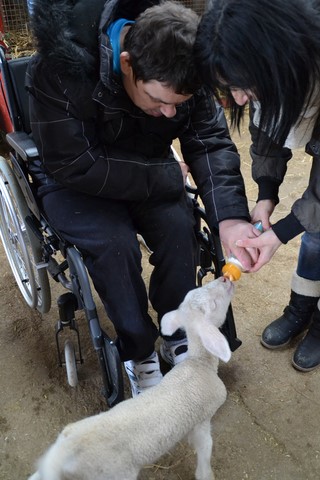 handicap en ferme pédagogique, animation handicap fauteuil mobilité réduite, thérapie par l'animal, éduquer avec l'animal