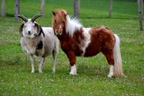 poney et bélier, poney aussi gros qu'un mouton, entente entre animaux, rencontre d'animaux