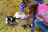 chèvres, caresser les animaux, ferme pédagogique en meuse, sortie familiale à la ferme
