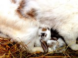 lapereaux à la tétée, mamelle de lapine, allaitement du lapin de ferme